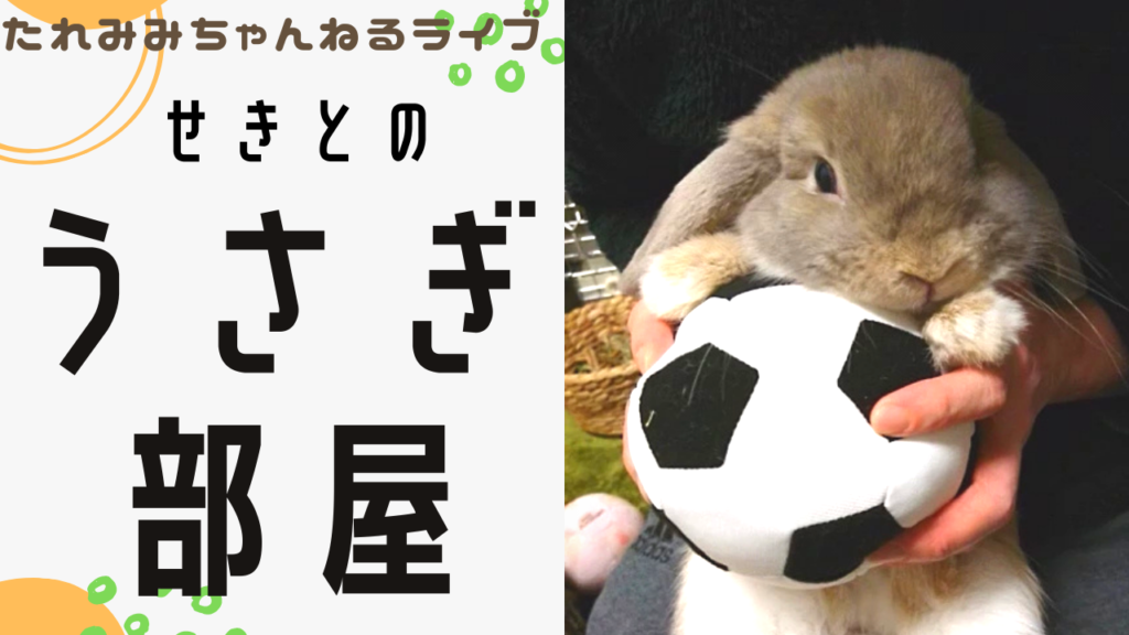 ライブ配信 せきとのうさぎ部屋 たれみみちゃんねる公式サイト