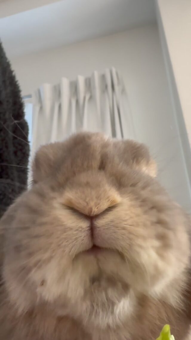 babythre垂れ耳うさぎ 予約販売：6月下旬～7月下旬 お届け予定】BearStar ロリータ