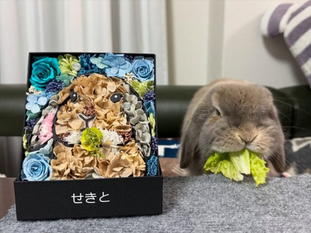 たれみみちゃんねる公式サイト | 垂れ耳ウサギのホーランドロップと暮らす