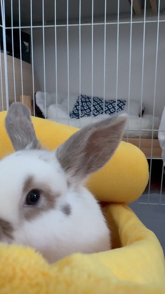 haco decoさま　垂れ耳うさぎちゃん haco decoさま 垂れ耳うさぎちゃん haco decoさま 垂れ耳うさぎ