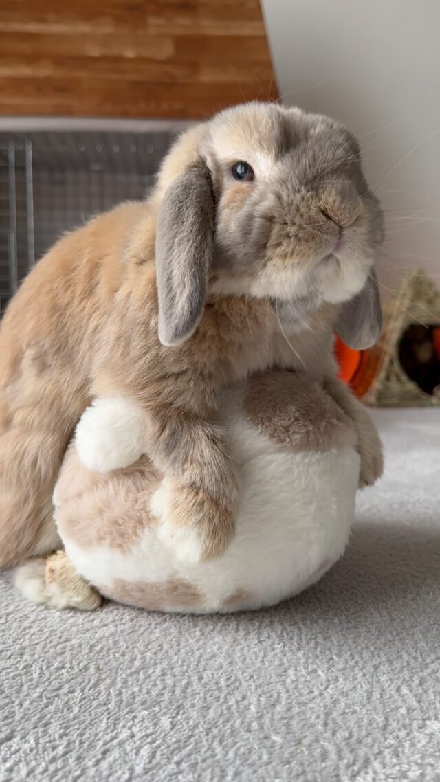 たれみみちゃんねる公式サイト | 垂れ耳ウサギのホーランドロップと暮らす