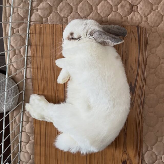 お花キャンディ♡たれ耳うさぎちゃん お花キャンディ♡たれ耳うさぎちゃん