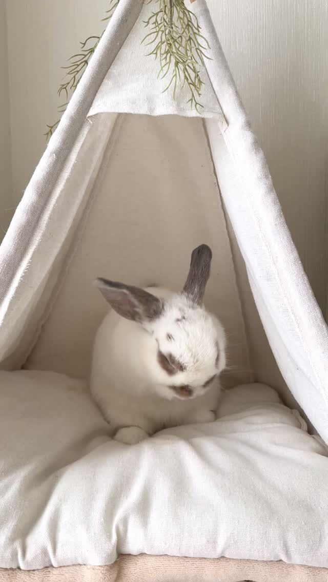 たれみみちゃんねる公式サイト | 垂れ耳ウサギのホーランドロップと暮らす