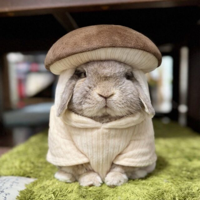 たれみみちゃんねる公式サイト | 垂れ耳ウサギのホーランドロップと暮らす