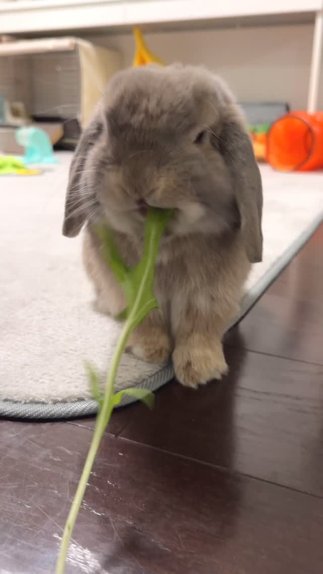 たれみみちゃんねる公式サイト | 垂れ耳ウサギのホーランドロップと暮らす